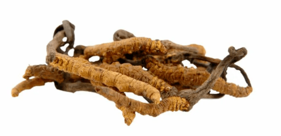 Cordyceps-Pilz in Gluconol